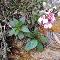 Balsaminaceae